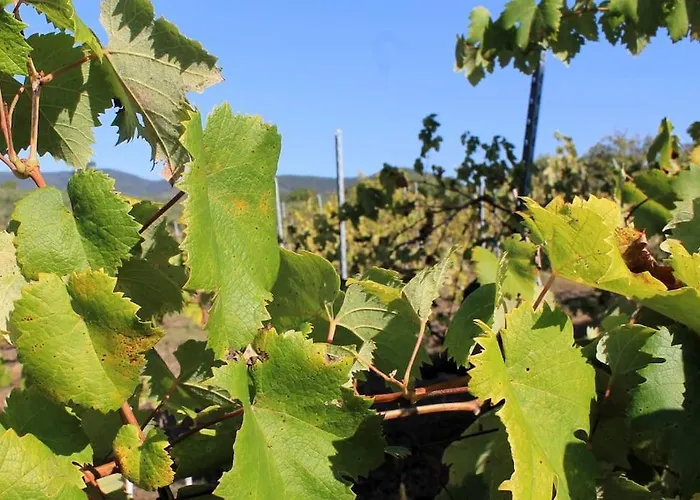 Art Il Vecchio Merlo Dom wakacyjny *